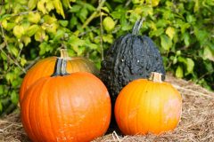 Halloweem-Birkegaardens-Haver-okt-24-abw-28-scaled