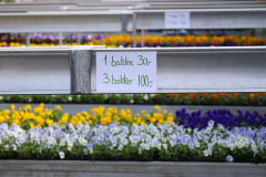 Hoem-Gartneri-og-planteskole-marts-24-abw-36