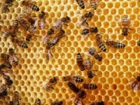 Begynderkursus for biavlere