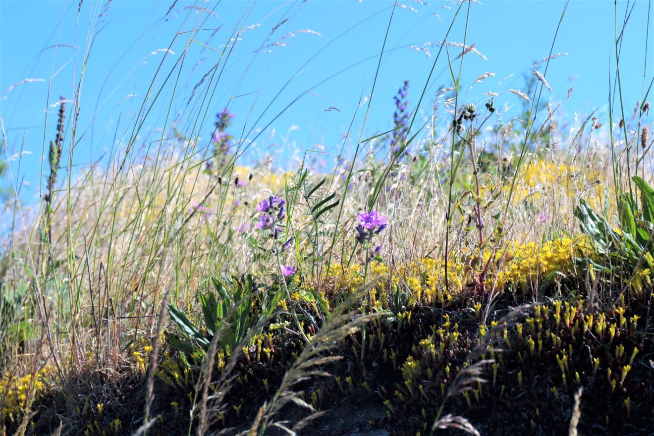 Banedanmark planter sig til blomster og bier i Danmarks længste skovbryn